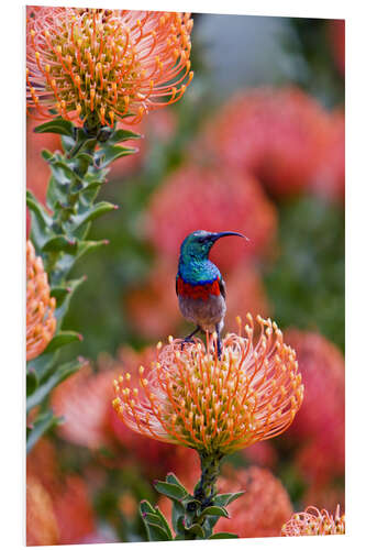 Foam board print Sunbird on protea