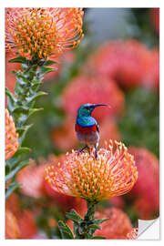 Selvklebende plakat Sunbird on protea