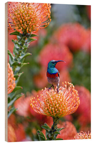 Wood print Sunbird on protea