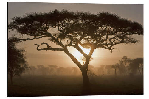 Aluminiumsbilde Acacia tree at sunrise