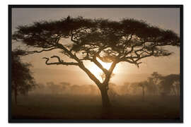 Gerahmter Kunstdruck Akazienbaum bei Sonnenaufgang