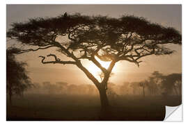 Selvklebende plakat Acacia tree at sunrise