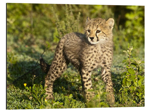 Alubild Kleiner Gepard im Grünen