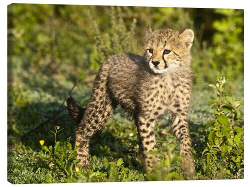 Canvas print Little cheetah in the green