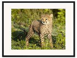 Gerahmter Kunstdruck Kleiner Gepard im Grünen