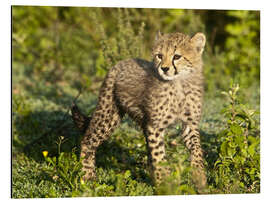 Magnettafel Kleiner Gepard im Grünen