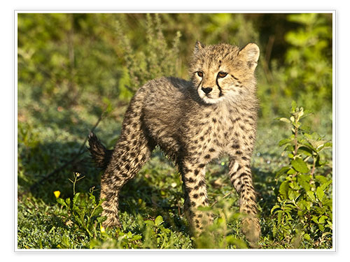 Poster Little cheetah in the green