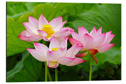 Alumiinitaulu Three Indian lotus flowers