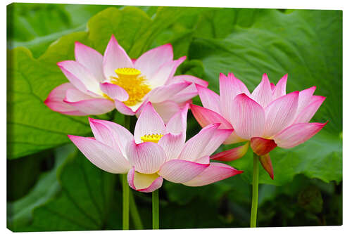 Canvas-taulu Three Indian lotus flowers