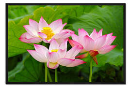 Gerahmter Kunstdruck Drei Indische Lotosblumen