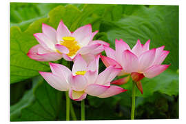 Foam board print Three Indian lotus flowers