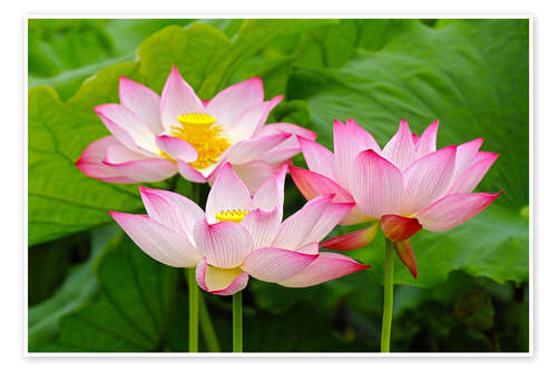 Poster Three Indian lotus flowers