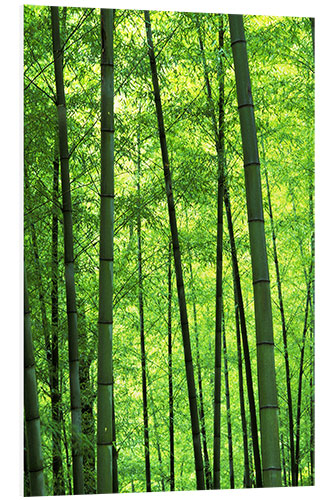 PVC print Bamboo forest