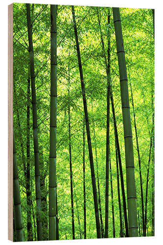 Cuadro de madera Bosque de bambú