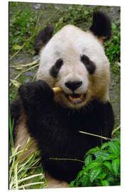 Aluminiumtavla Panda is chewing on bamboo