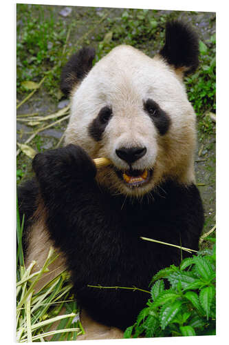 Foam board print Panda is chewing on bamboo