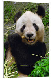 Gallery print Panda is chewing on bamboo