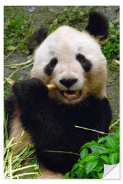 Självhäftande poster Panda is chewing on bamboo