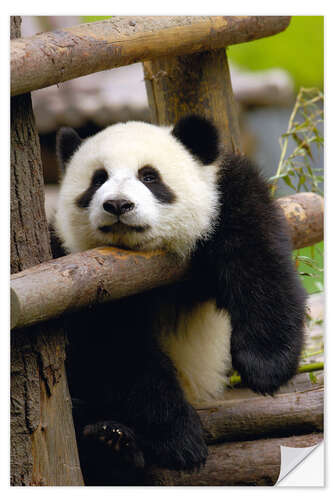 Vinilo para la pared Panda se relaja en una valla