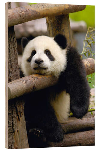 Trebilde Panda relaxes on a fence