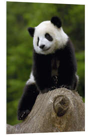 Quadro em PVC Panda bebê