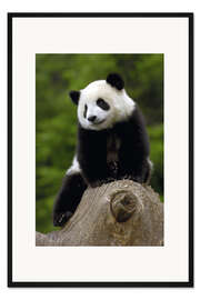 Gerahmter Kunstdruck Panda Baby