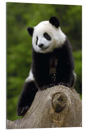 Gallery Print Panda Baby