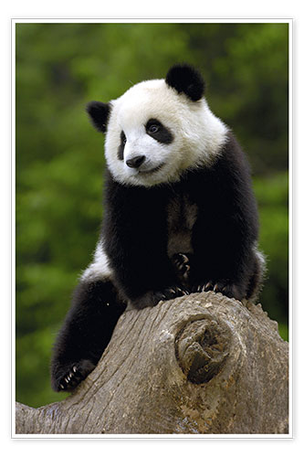 Poster Panda Baby