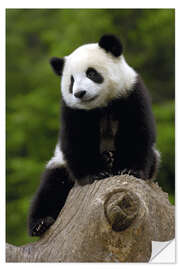 Wandsticker Panda Baby