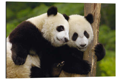 Aluminiumtavla Young pandas at tree trunk