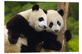 Foam board print Young pandas at tree trunk