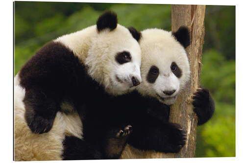 Galleritryk Young pandas at tree trunk