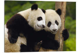 Galleriprint Young pandas at tree trunk