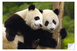 Självhäftande poster Young pandas at tree trunk