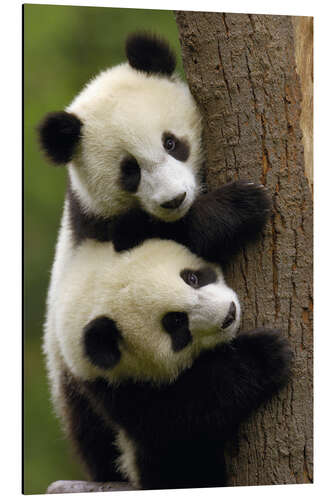 Aluminium print Giant Panda babies clinging to a tree trunk