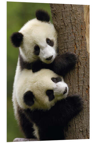 Hartschaumbild Riesenpanda-Babys an einem Baumstamm