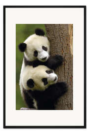 Gerahmter Kunstdruck Riesenpanda-Babys an einem Baumstamm
