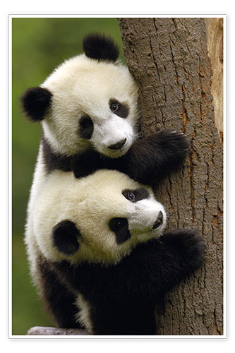 Poster Giant Panda babies clinging to a tree trunk