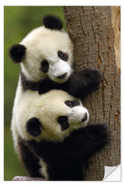 Wall sticker Giant Panda babies clinging to a tree trunk