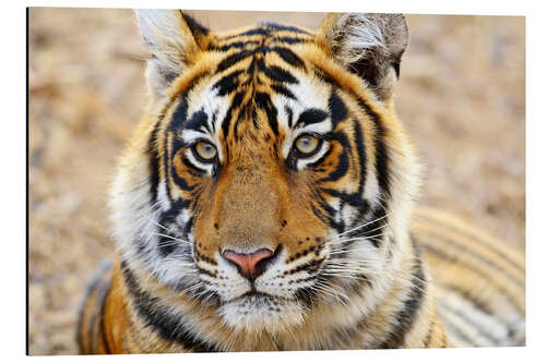 Aluminium print Expressive tiger portrait