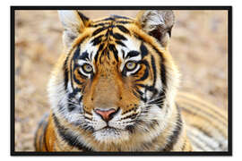 Gerahmter Kunstdruck Ausdruckstarkes Tigerportrait