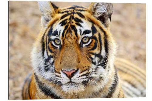 Galleritryck Expressive tiger portrait