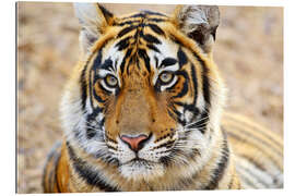 Gallery Print Ausdruckstarkes Tigerportrait