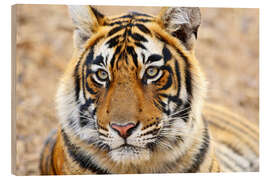 Wood print Expressive tiger portrait