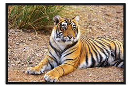 Gerahmter Kunstdruck Liegender Königstiger