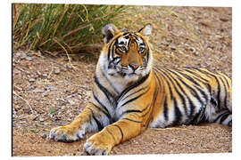 Magnettafel Liegender Königstiger