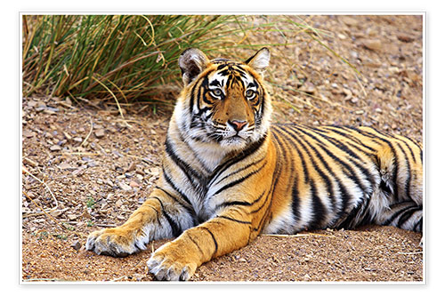Poster Tigre royal allongé