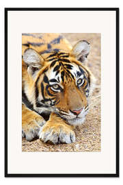 Gerahmter Kunstdruck Ruhender Königstiger