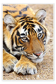 Tableau  Portrait d&#039;un tigre royal du Bengale - Jagdeep Rajput