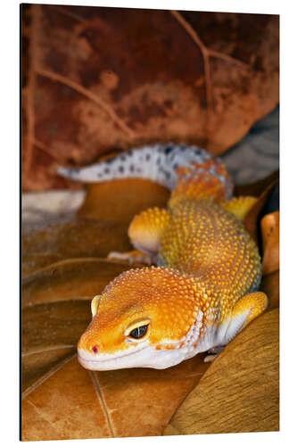 Aluminiumsbilde Leopard gecko between leaves